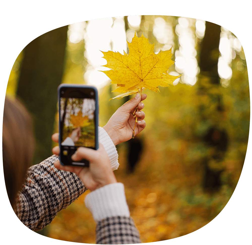 Young Girl Laughs And Photographs Autumn Leaves On The Phone The Concept Of Lifestyle Mobility